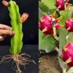 Como Cultivar Pitaya Roxa a Partir de Estacas: Guia Completo para Iniciantes