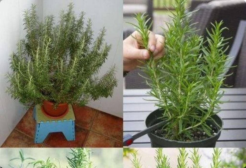 Descubra o Truque para Plantar Alecrim e Deixar Sua Casa Perfumada o Ano Todo!