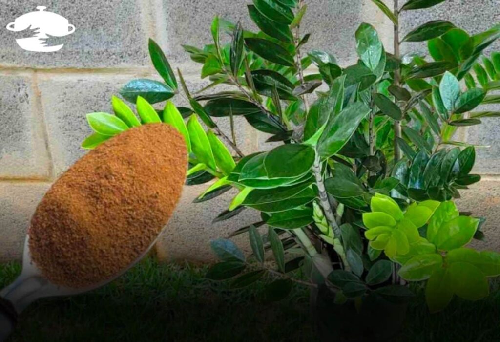 Adubo Caseiro Que Faz Qualquer Plantar Crescer