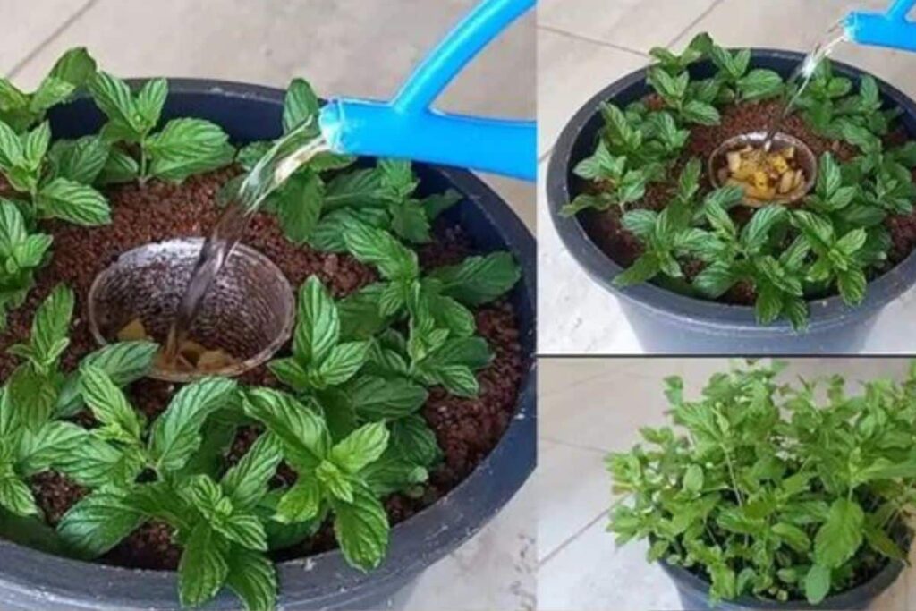 Depois que aprendi a cultivar hortelã tão fácil assim, agora tenho sempre fresquinho
