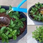 Depois que aprendi a cultivar hortelã tão fácil assim, agora tenho sempre fresquinho