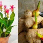 Como Plantar Gengibre em Casa: Um Guia Simples e Surpreendente