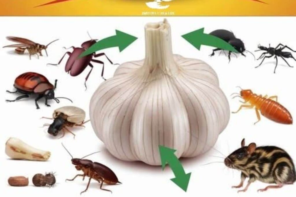 Como usar o ALHO para se livrar de pragas: ratos, moscas, piolhos, baratas, lagartixas, mosquitos e baratas de cozinha