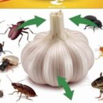 Como usar o ALHO para se livrar de pragas: ratos, moscas, piolhos, baratas, lagartixas, mosquitos e baratas de cozinha