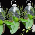 Folhas de orquídea, se você colocar em um copo d’água não vai parar: O que acontece?