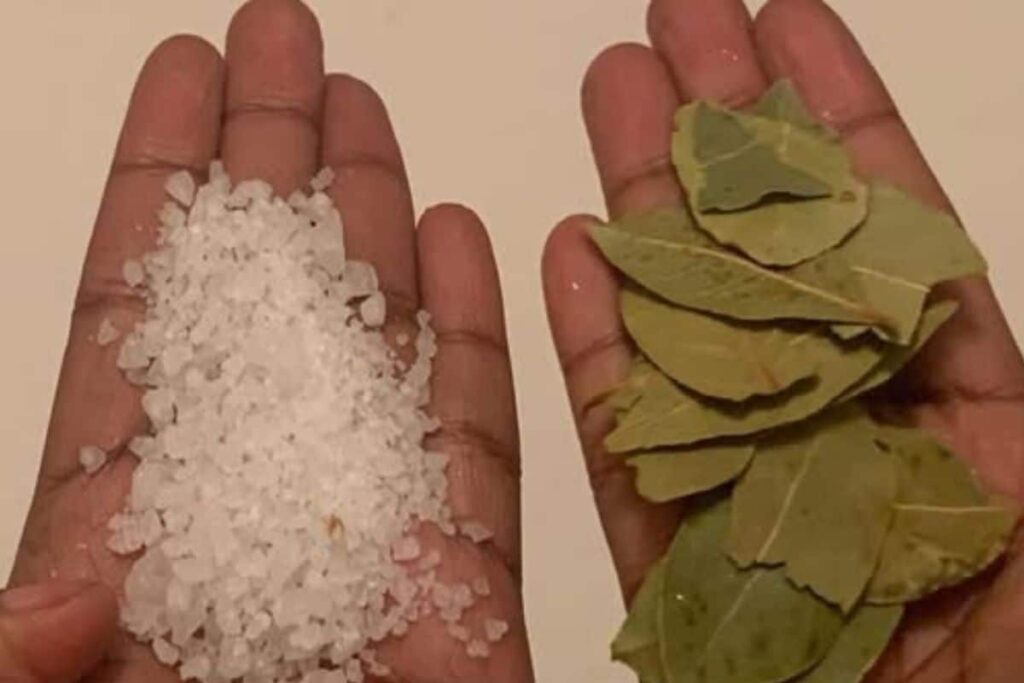 Louro e sal: uma mistura que vale ouro! Minha avó me ensinou a usar!