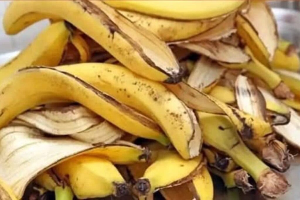 Pare de jogar fora as cascas da banana! Um velho truque da minha avó que vai surpreender você!