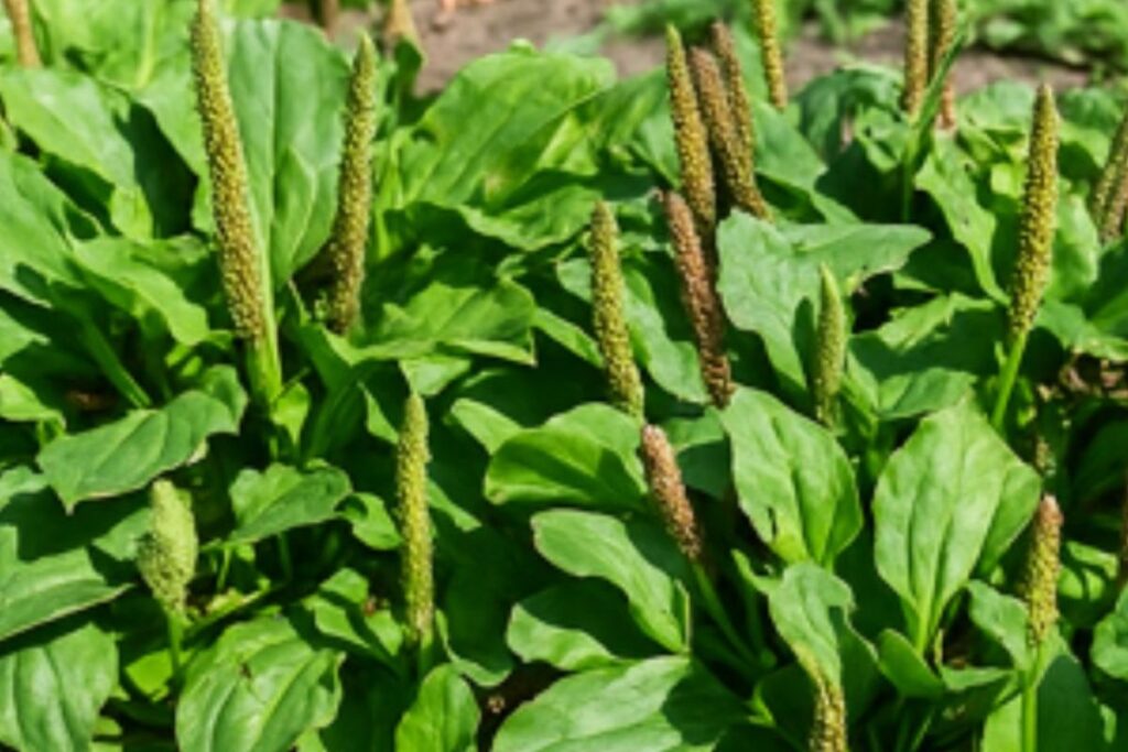 Tanchagem: O Segredo Natural que Você Precisa Conhecer