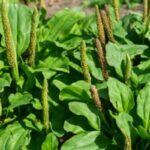 Tanchagem: O Segredo Natural que Você Precisa Conhecer