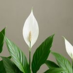 Receita para Fazer o Lírio da Paz Florescer até 10 Anos Seguidos: O Segredo Revelado!
