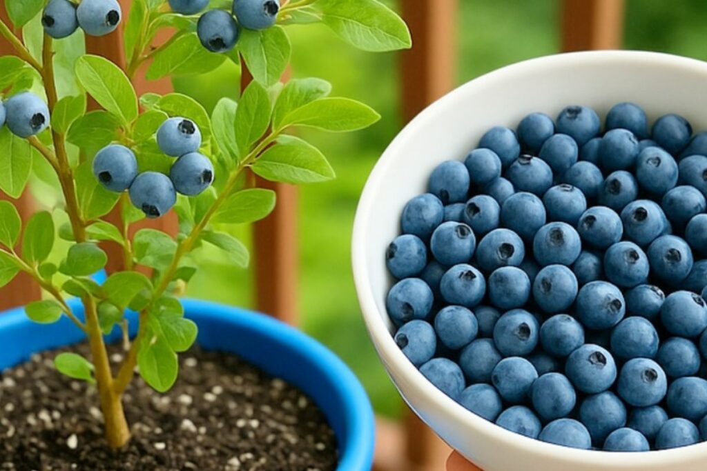 Como Cultivar Mirtilos em Casa para Sempre: O Truque Simples que Vai Mudar Sua Vida!