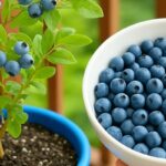 Como Cultivar Mirtilos em Casa para Sempre: O Truque Simples que Vai Mudar Sua Vida!