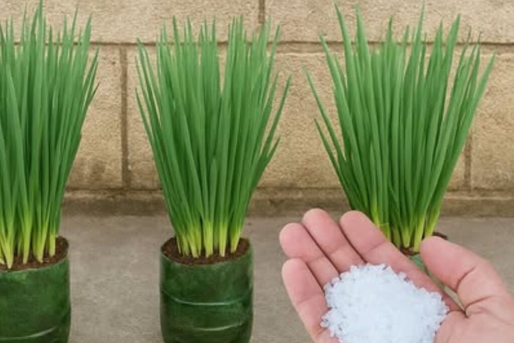 Faz Cebolinha Explodir de Tanto Crescer e Engrossar: Aprenda Como Cultivar de Forma Simples e Eficiente!