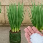Faz Cebolinha Explodir de Tanto Crescer e Engrossar: Aprenda Como Cultivar de Forma Simples e Eficiente!