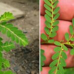Benefícios do Quebra-Pedra para a Saúde: Prepare essa Receita Natural com Facilidade!