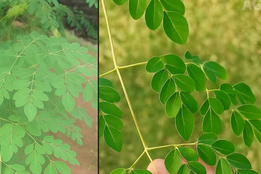 O Poder Oculto da Moringa: Como Fazer e Usar Esta Receita Poderosa no Dia a Dia