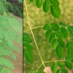 O Poder Oculto da Moringa: Como Fazer e Usar Esta Receita Poderosa no Dia a Dia