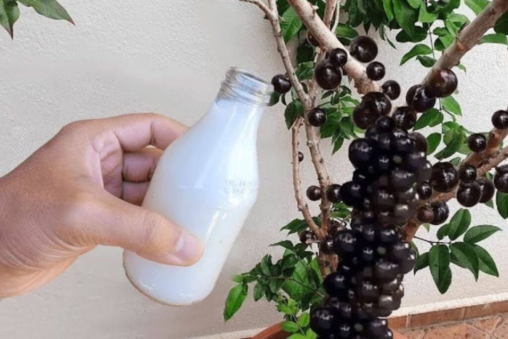 Adubo Caseiro: Como Fazer a Jabuticabeira Produzir Frutos o Ano Inteiro!