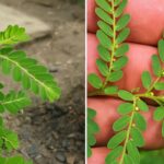 Benefícios do Chá de Quebra-Pedra para a Saúde: Receita da Natureza para o Bem-Estar