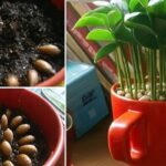 Como Plantar uma Semente de Limão em uma Xícara: Um Cultivo Prático e Encantador