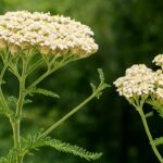 Receita de Chá da Catinga de Mulata: Um Tesouro Natural para Sua Saúde!