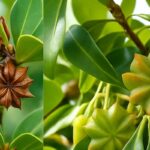 Como Cultivar Anis em Casa: Um Passo a Passo Simples e Cheio de Sabor