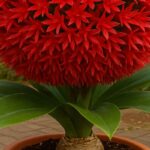 Lírio Bola de Fogo: Como Plantar e os Segredos para uma Floração Deslumbrante